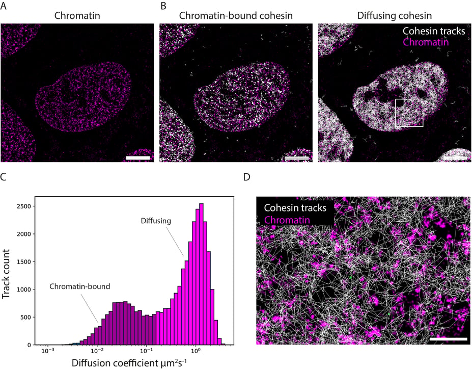 Figure 2_Cohesin_labels and scale bars edited 08-30-22