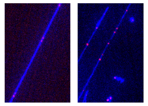 Figure_1_Yuval_DNA_epigenetic_sites-1