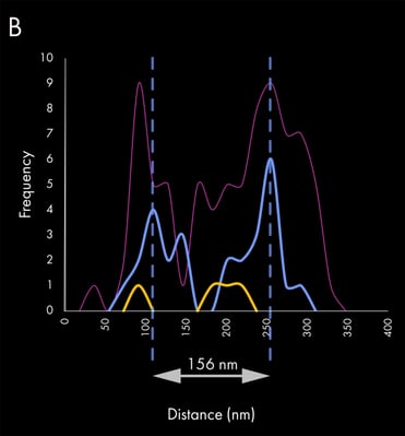 exosome_linescan_b-8ee881aec3-1-951x1024