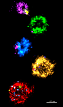 extracellular_vesicles-aeca6a6f62-e1594994864149-350x591