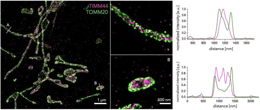 MitochondriaTOMM20_TIMM44_U2OScells_dSTORM_with graphs-1